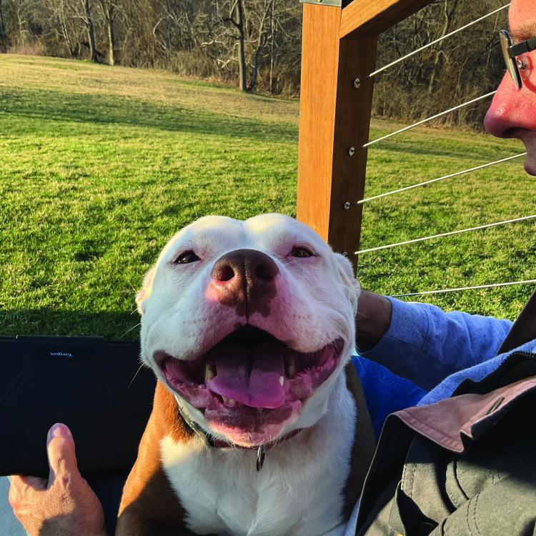 Smiley white and brown dog on man's lap