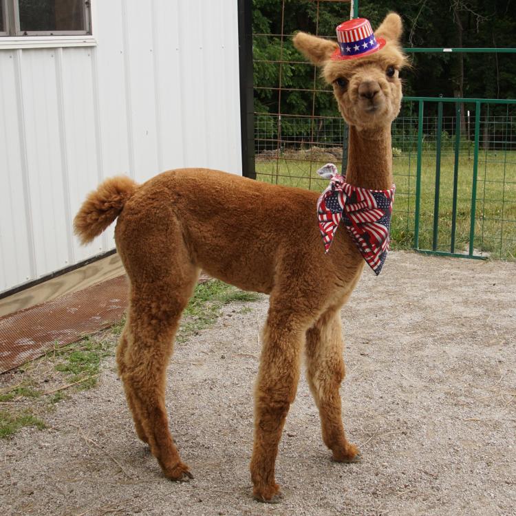 Alpaca wearing red-white-and-blue hat and scarf