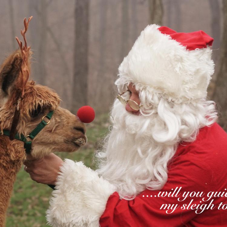 Santa with a llama with a red nose