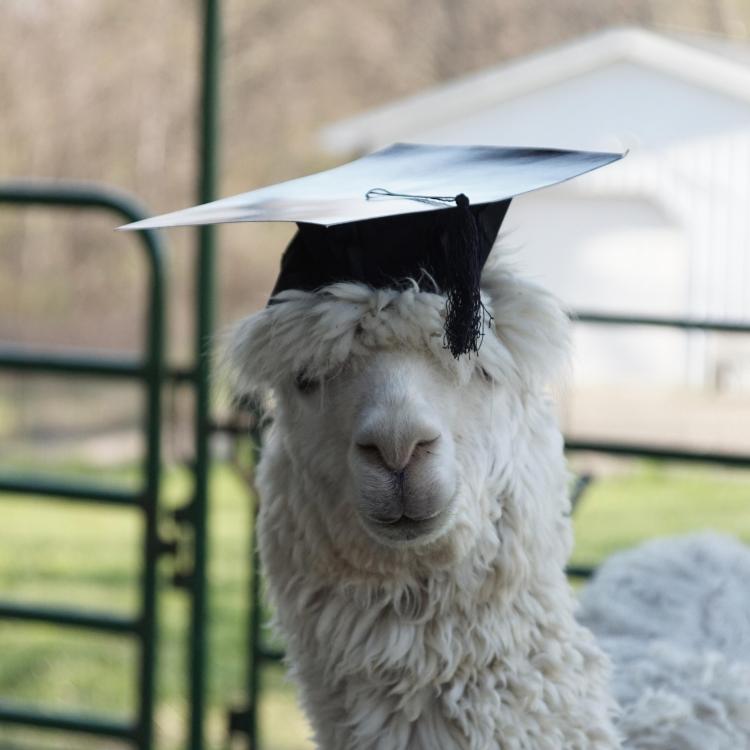 A white alpaca wearing a graduation cap