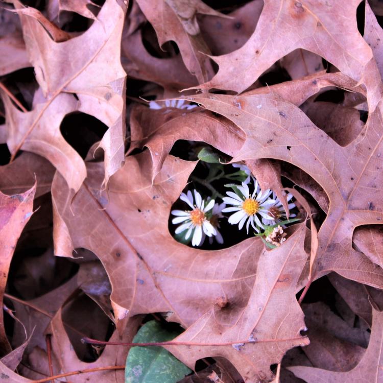 white flowers peek out from brown leaves