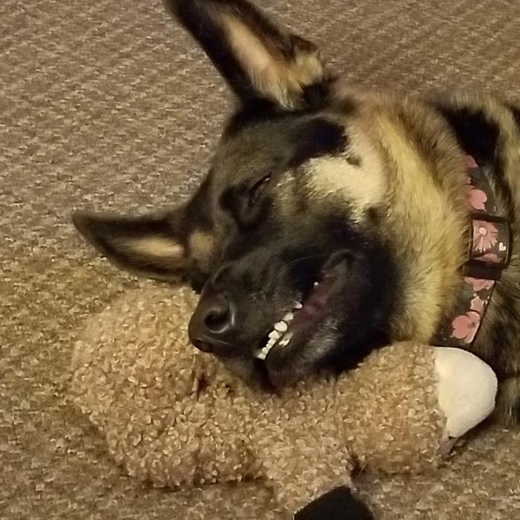 smiley dog with head on stuffed toy