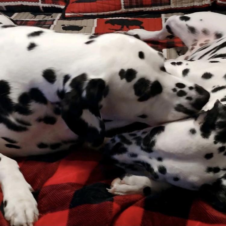 two Dalmatian dogs snuggling