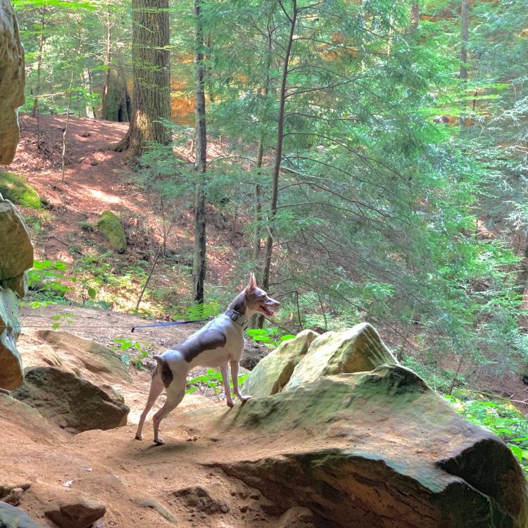 dog standing on rock in forest