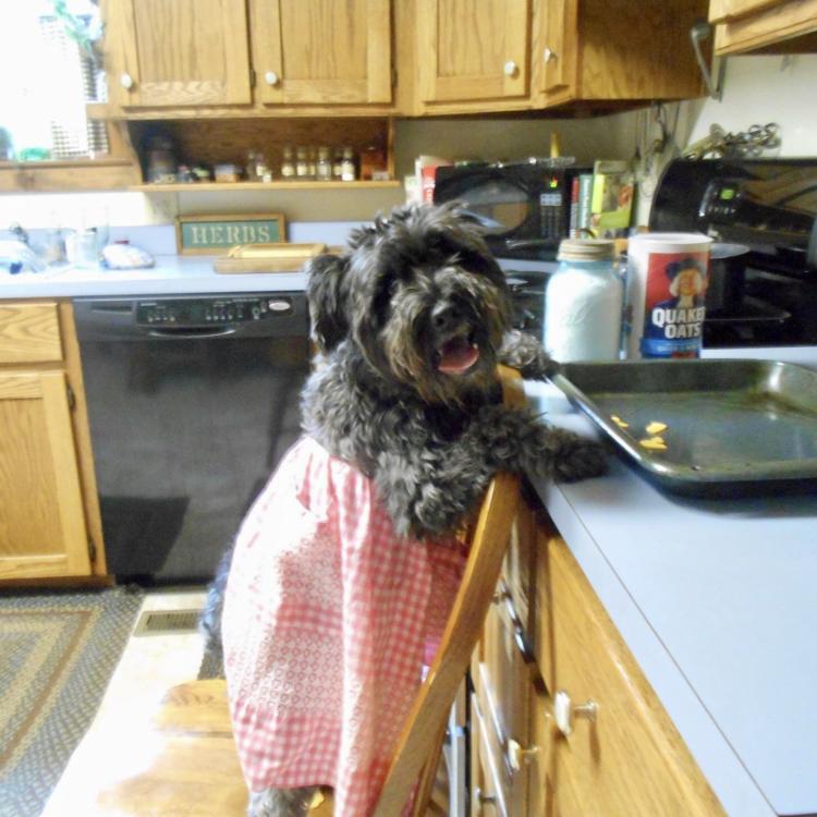 small dog at kitchen counter