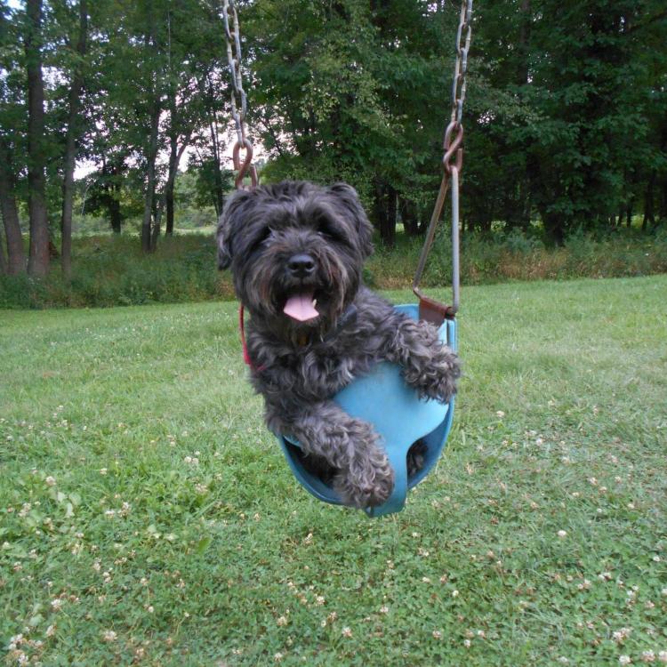 dog in swing