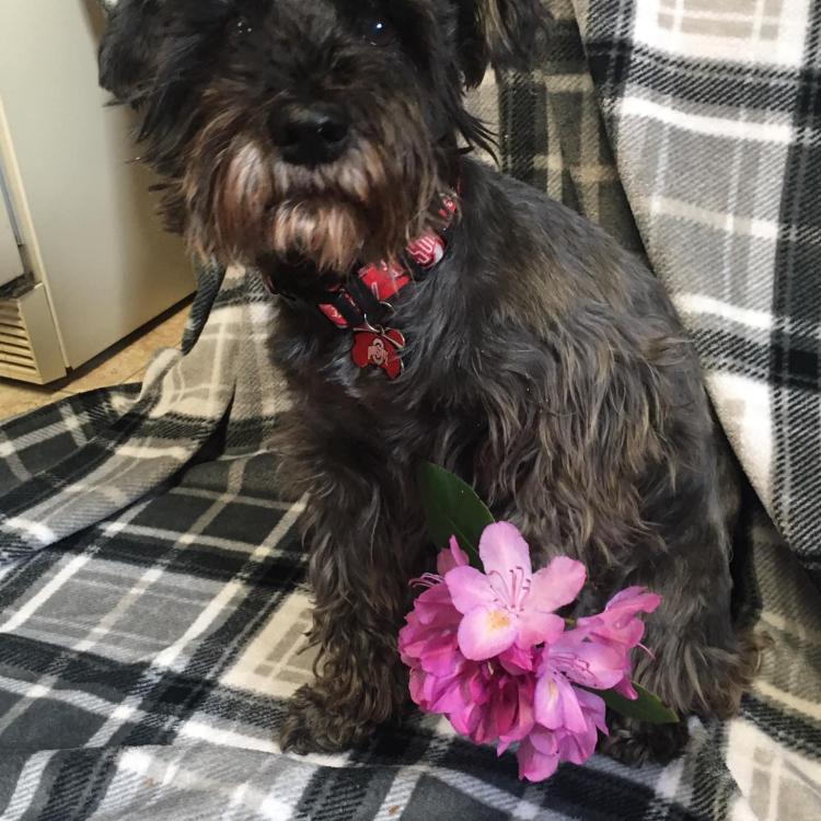 small dog with a flower