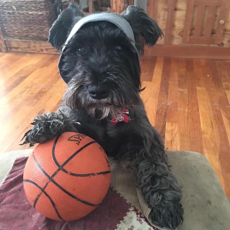 Little black dog with a paw on a basketball.