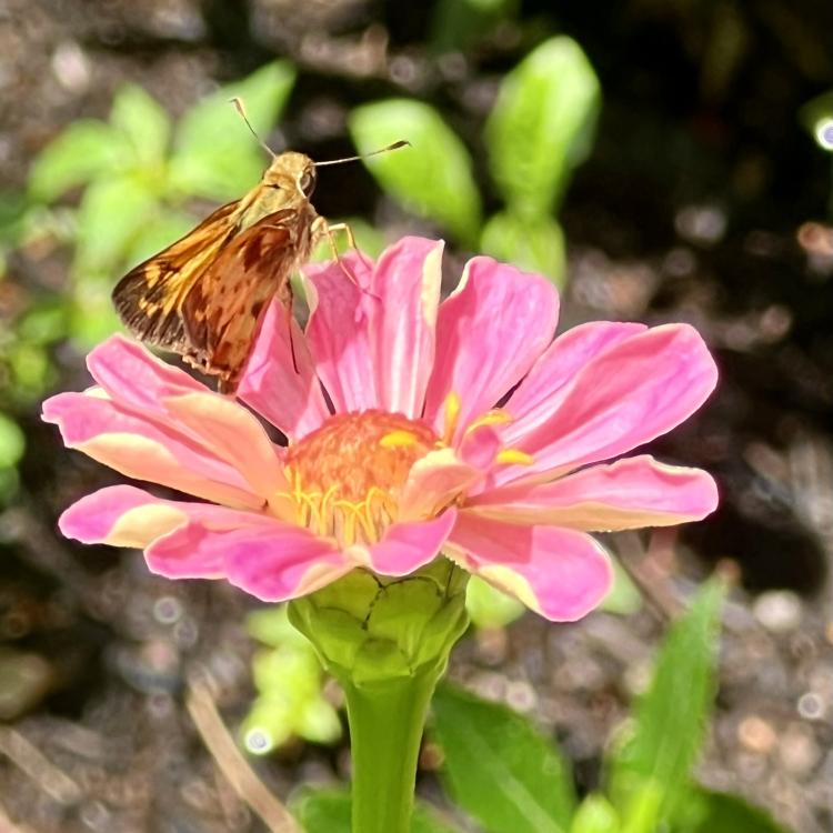 brown and yellow moth on pink flower blossom