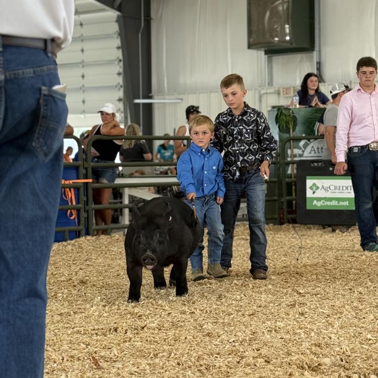 little boy with pig