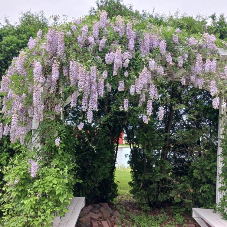 flowering plant over trellis arch