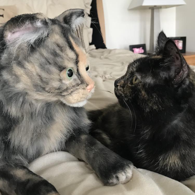 Black cat looking into the eyes of a bigger stuffed cat