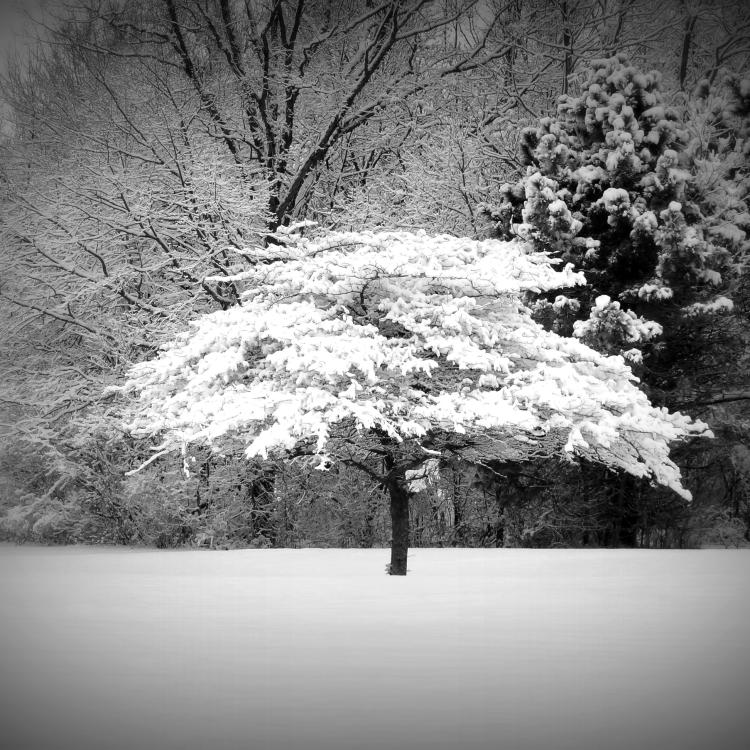 snow-covered tree
