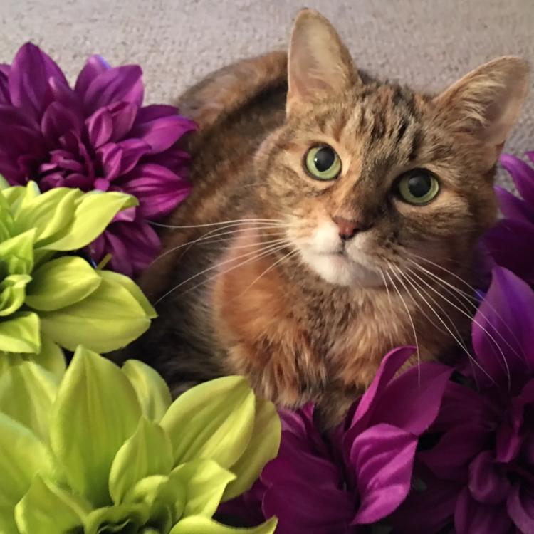 striped cat surrounded by blooms