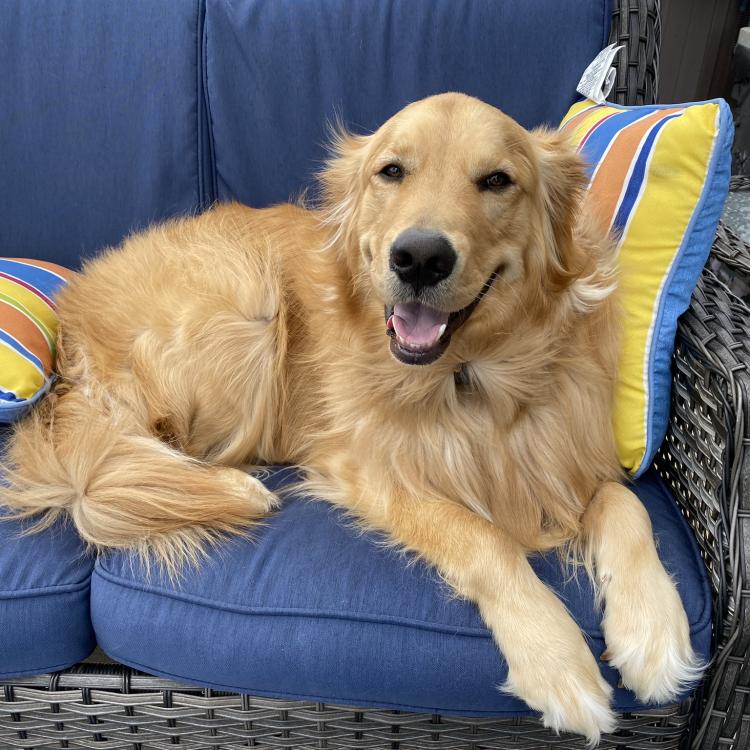 Golden retriever on blue couch