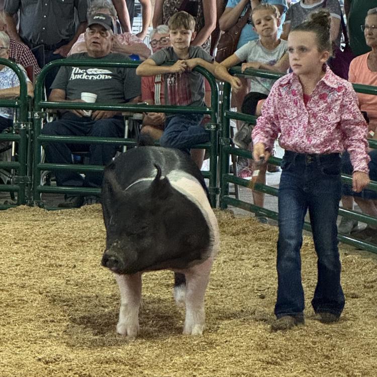 little girl with pig