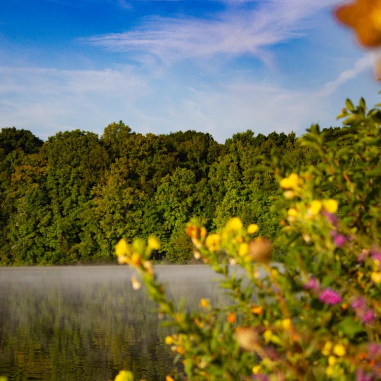 wildflowers blooming along a misty lake