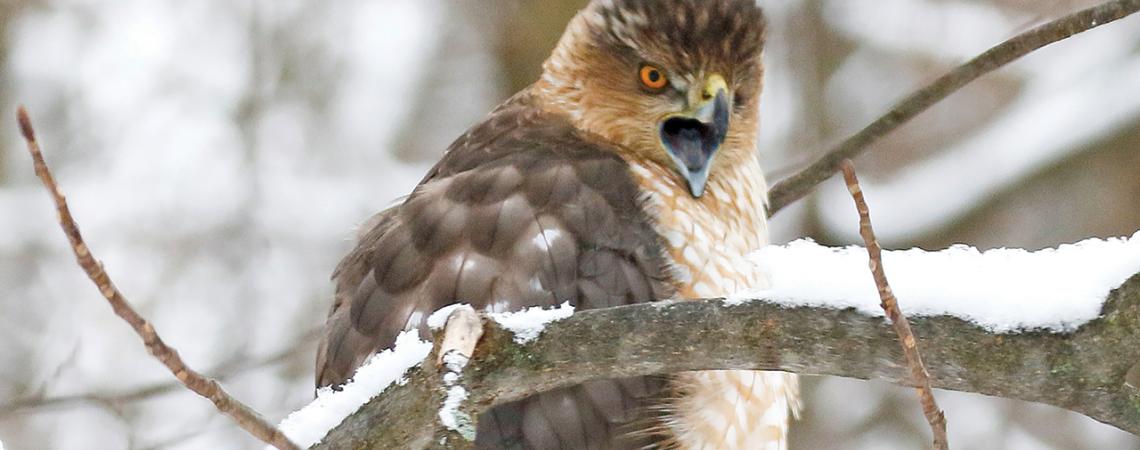 Cooper’s hawk (Photo by Chip Gross.)