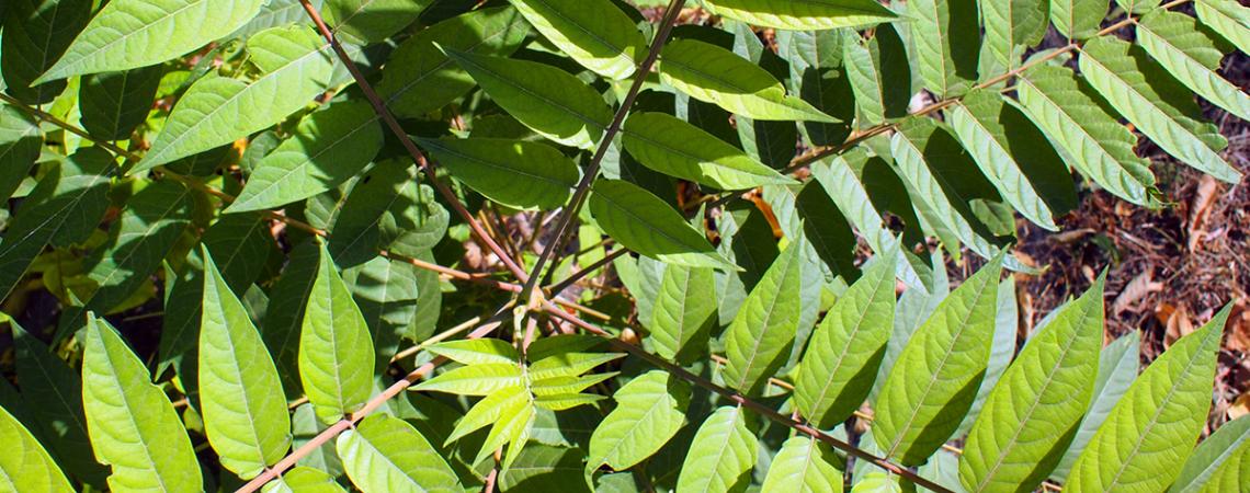 Top view of a young sapling tree Ailanthus altissima