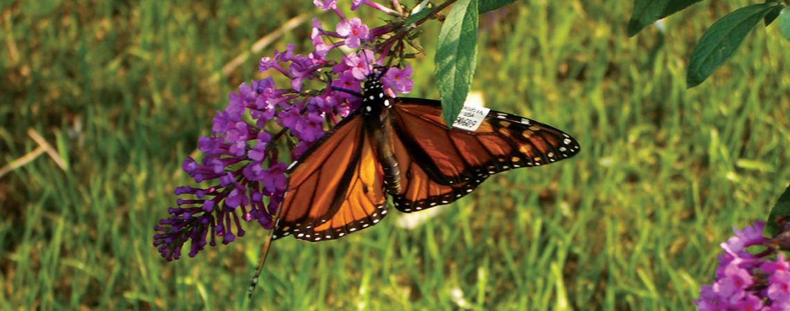 A monarch butterfly sits on a flower.