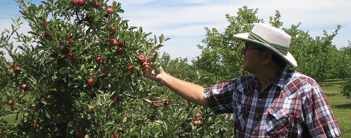 A man grabbing an apple on a tree.