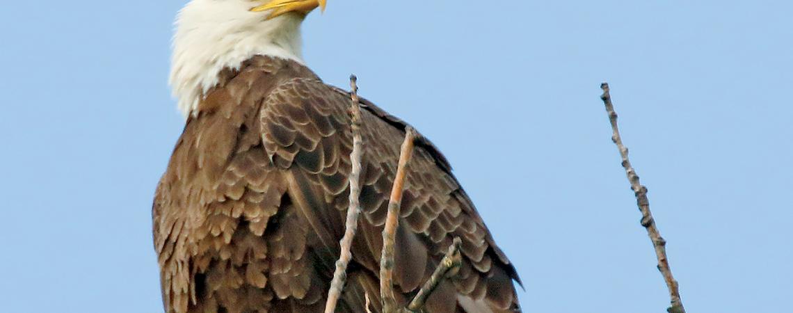 A bald eagle perched on a branch