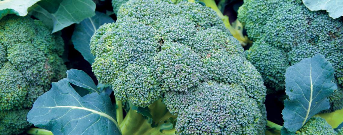 A picture of broccoli.