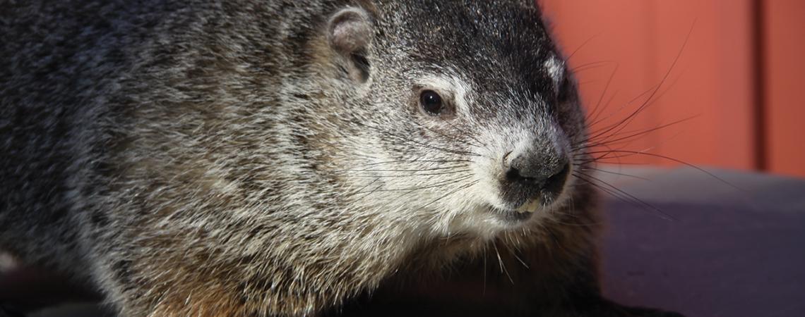 A picture of the groundhog, Buckeye Chuck.