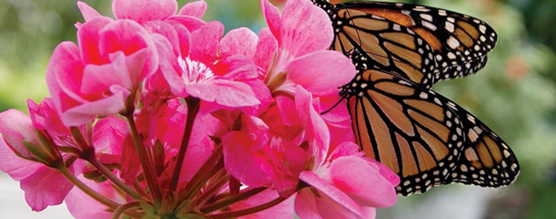 A monarch butterfly sits on a flower.