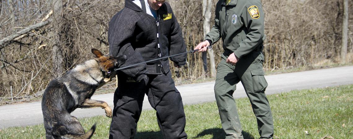 A K-9 officer trains with his officer by biting an officer in protective gear.