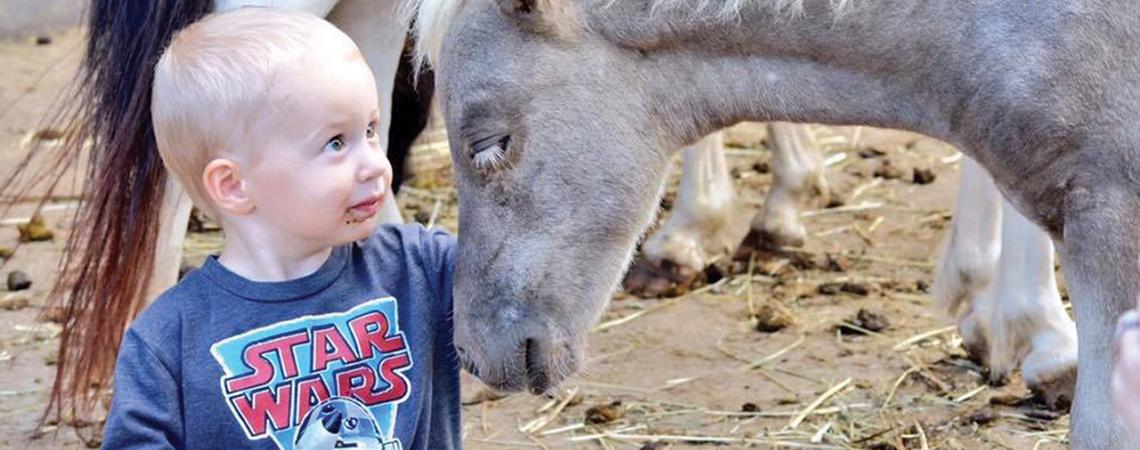 A young child pets a therapy horse.