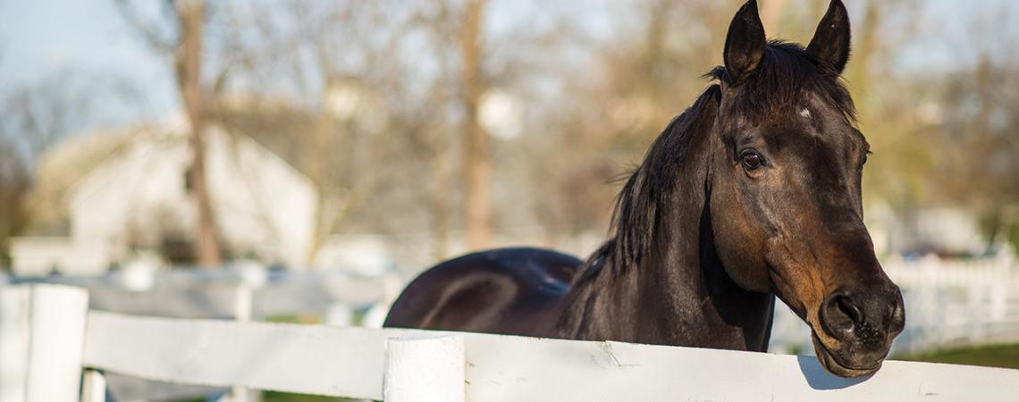 Go For Gin, the second-oldest living Kentucky Derby winner, looks into the camera from his enclosure.