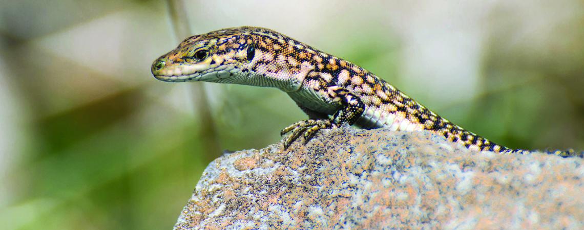 A lizard sits perched on a rock