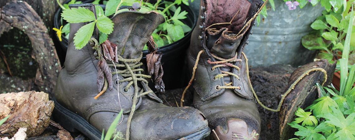 Two old boots contain plants.