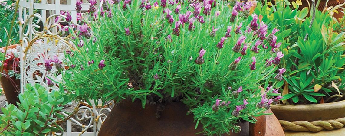 Lavender grows in a pot.
