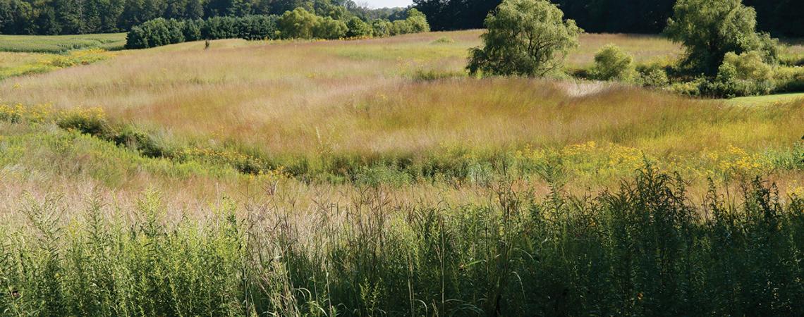 A picture of an Ohio prairie