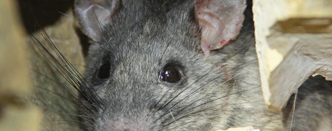 A close-up of an Allegheny woodrat.