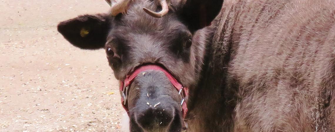 A reindeer looks into the camera.