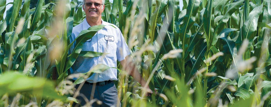 Roger Rank standing in a cornfield