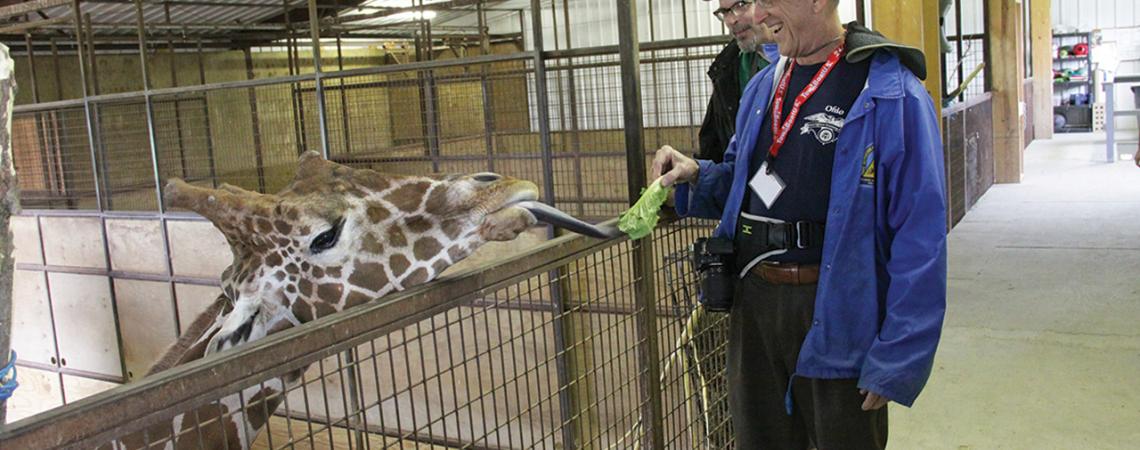 A man feeds a giraffe a piece of lettuce as it reaches for it.