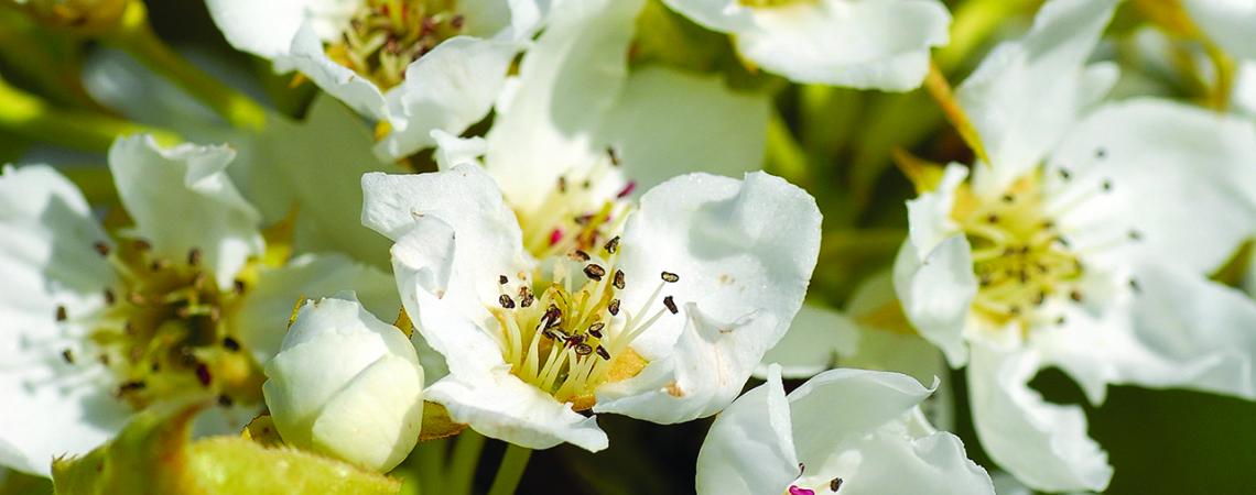 A photo of white flowers blooming