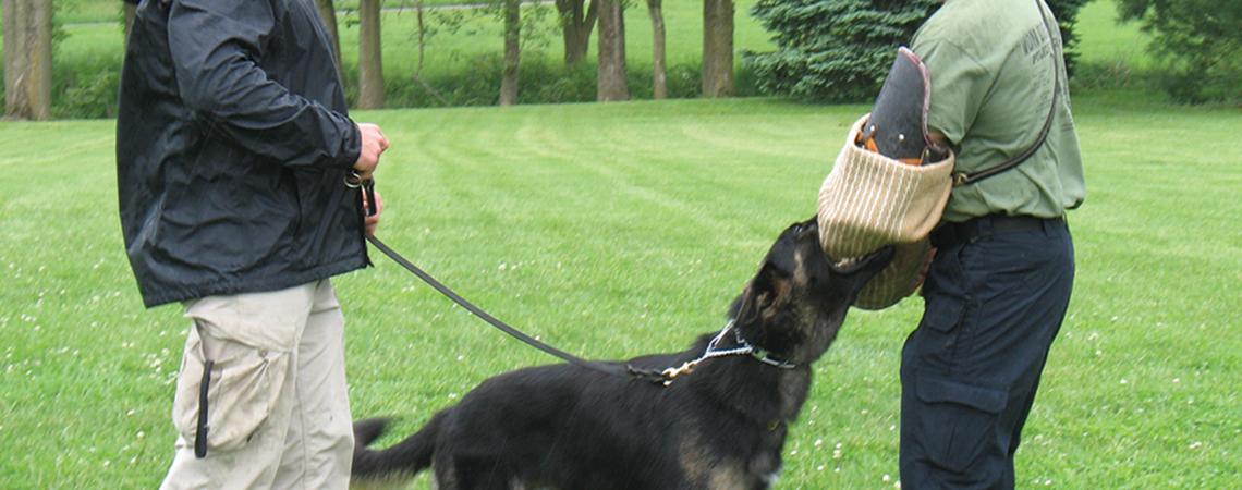 Police officers training dog