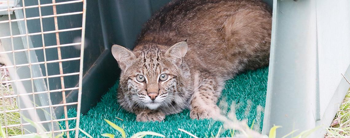 Bobcat in carrier