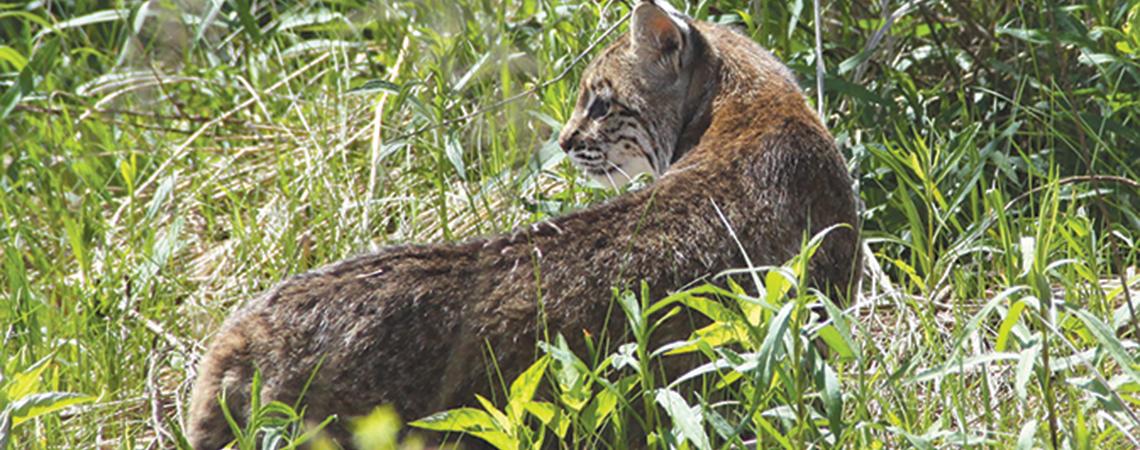 Bobcat in grass