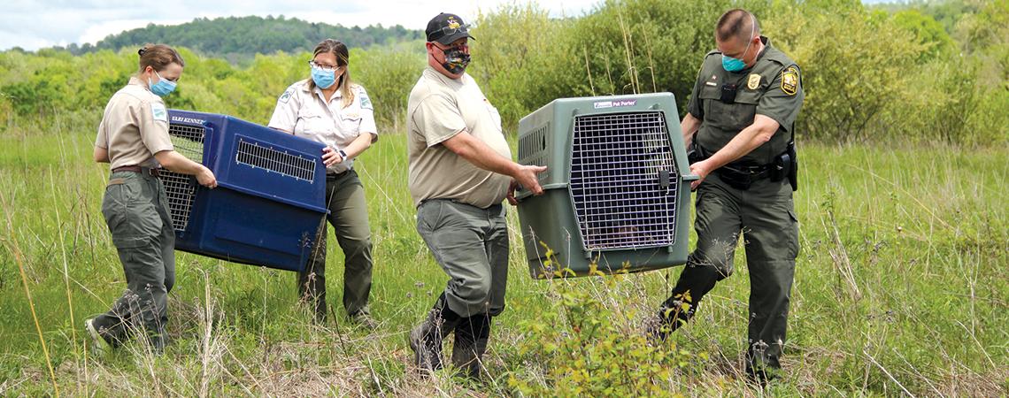 Lake Metroparks employees transporting bobcat