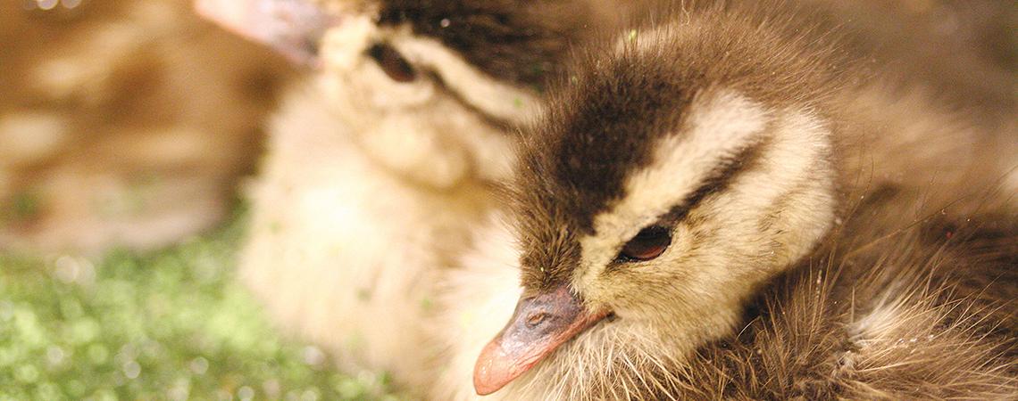 Wood ducklings