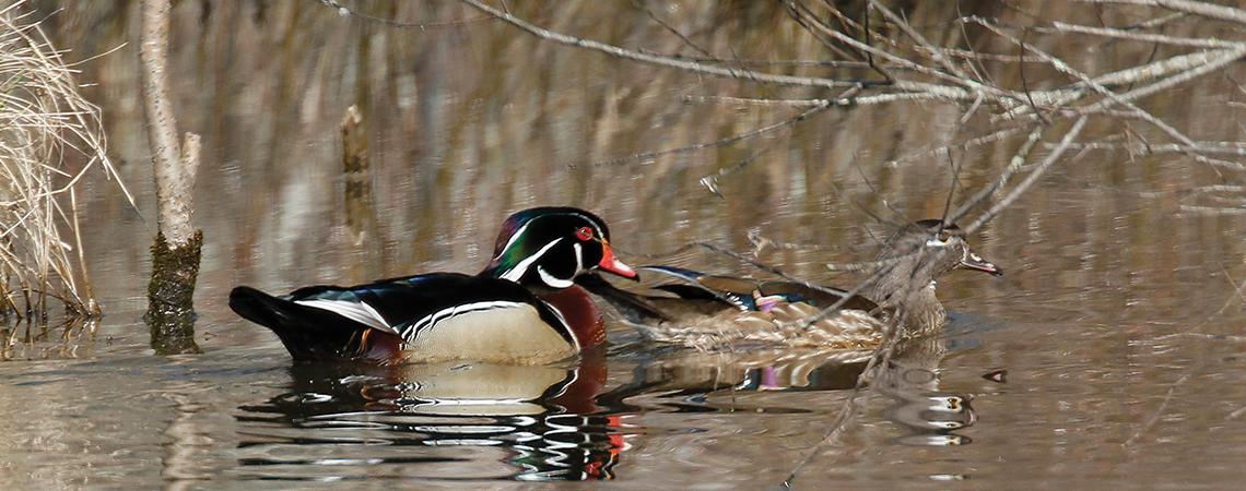 Adult wood duck pair