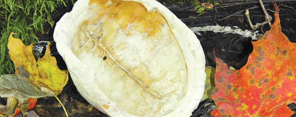Box turtle interior shell