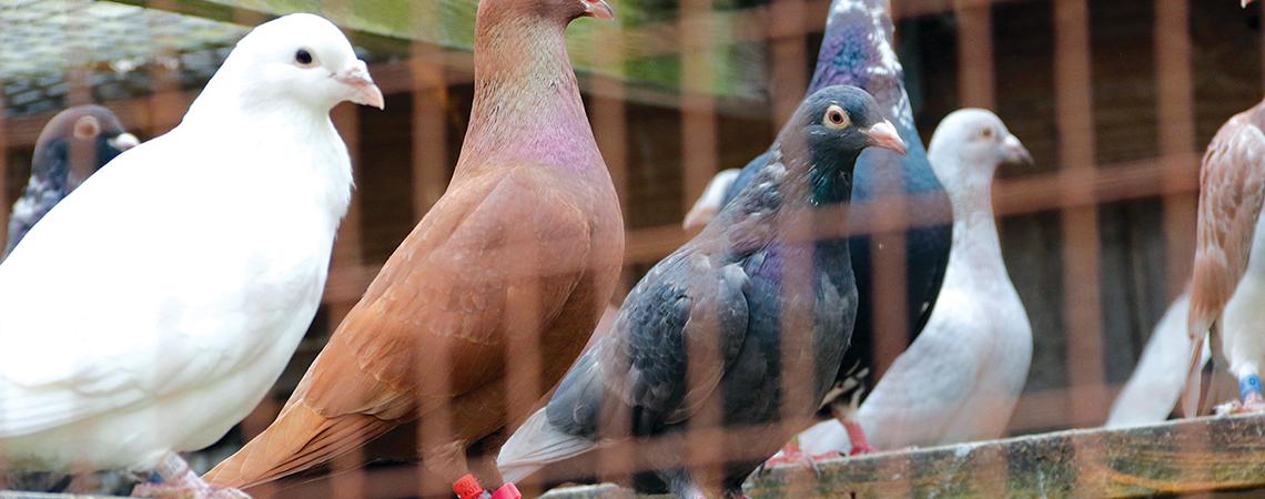 Pigeons in coop