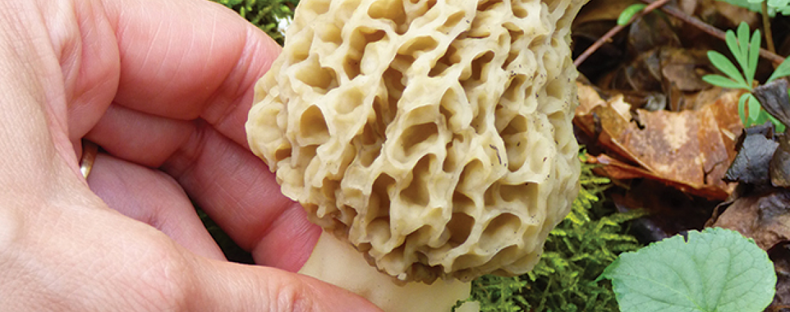 Morel mushroom at Maumee State Forest